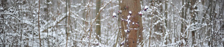 Libertad en los Apalaches, meditaciones de Nieve Zen.